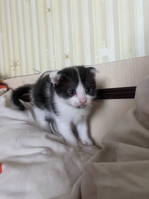 Шотландські висловухі кошенята продаються
