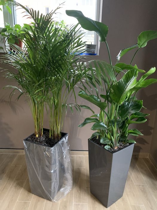 Фікус  ,  Арека. , Стреліція  висота 2 м