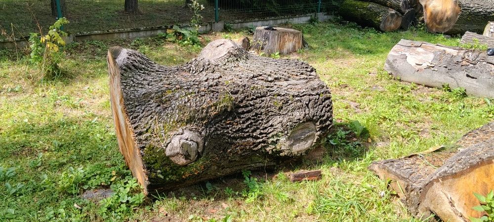 Dąb, kłoda ozdobna sprzedam