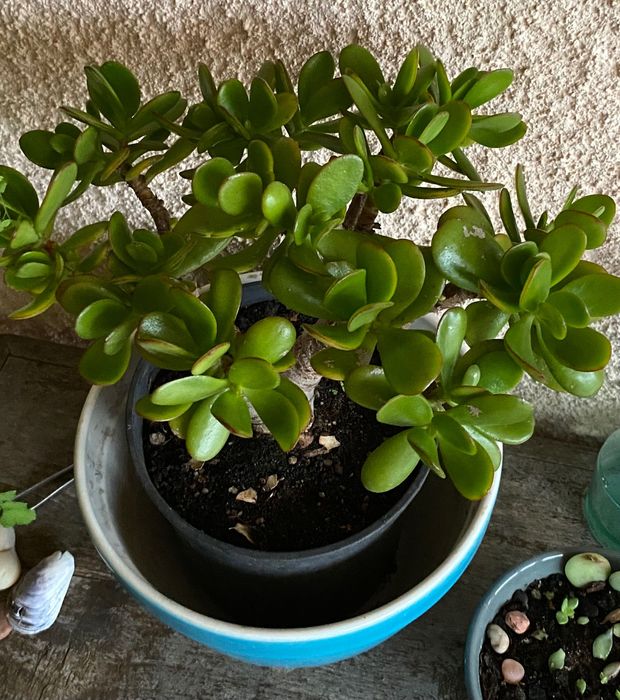 Vendo suculenta Jade