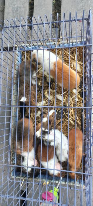 Свинки морские ручные