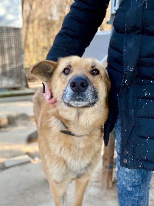 Leo - piękny przytulas szuka domu