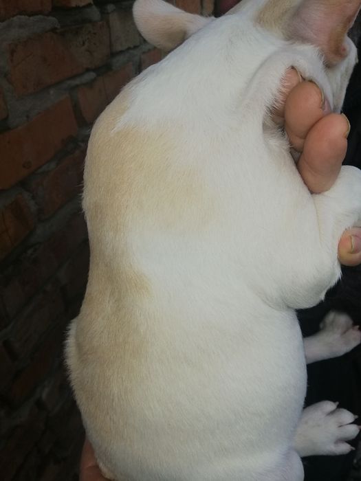 Французики хлопчи та дівчатка є доставка