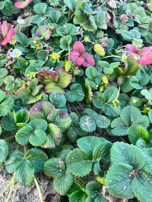 Morangos para plantacao