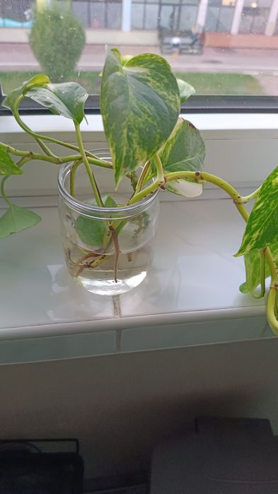 Scindapsus, ładna sadzonka
