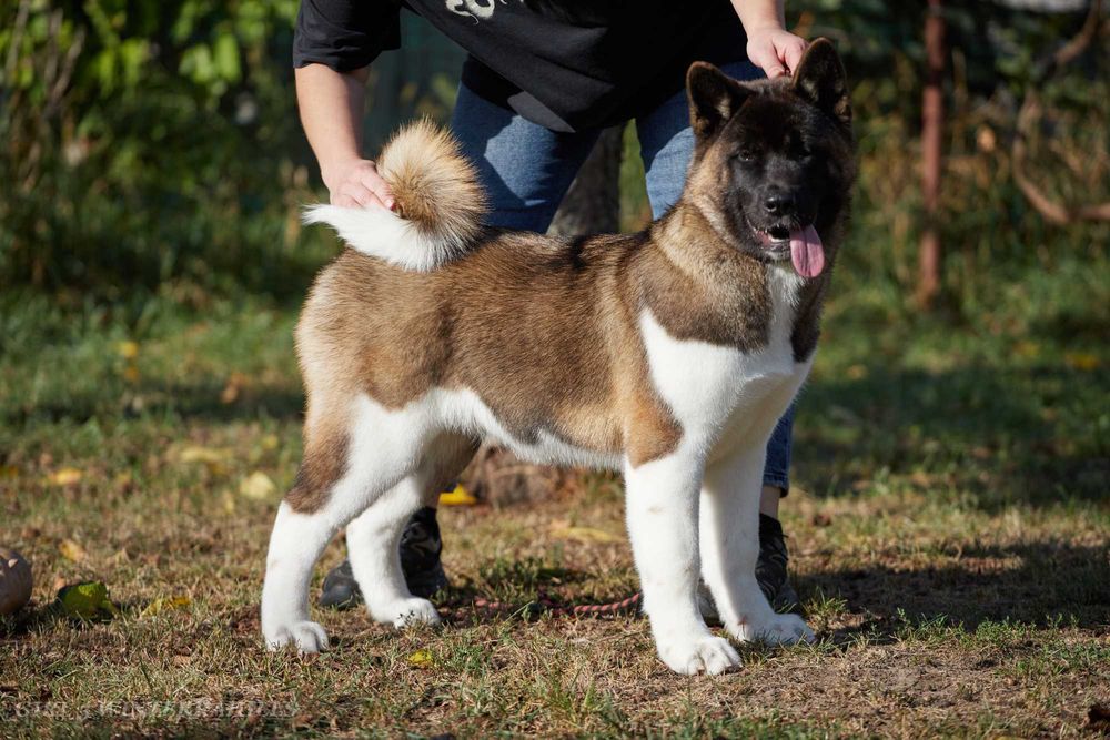 Обирай найкраще! Американська Акіта