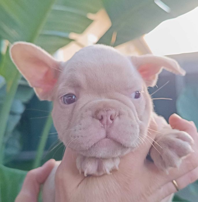 Bulldog francês lilac menina  . Top