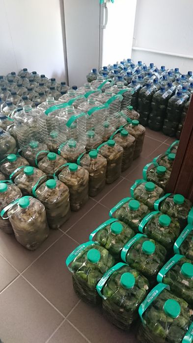Ogórki kiszone butelki 5L (przesyłka OLX)