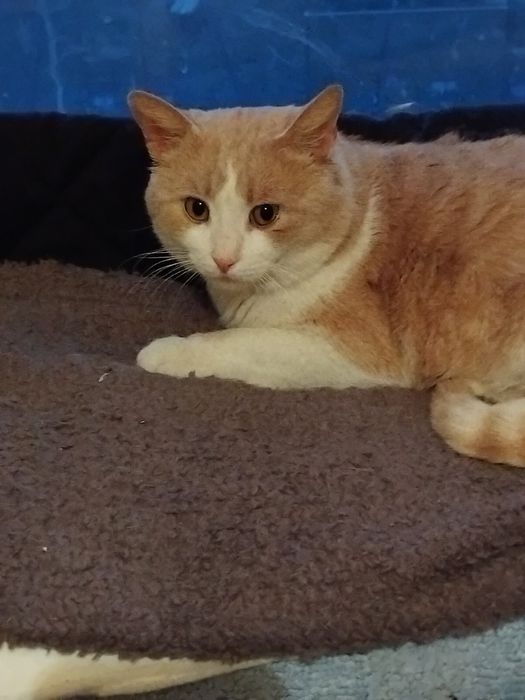 Віддам вибрі руки молодого котика