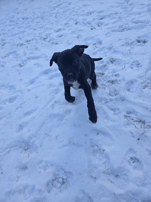 Oddam pieski w dobre ręce