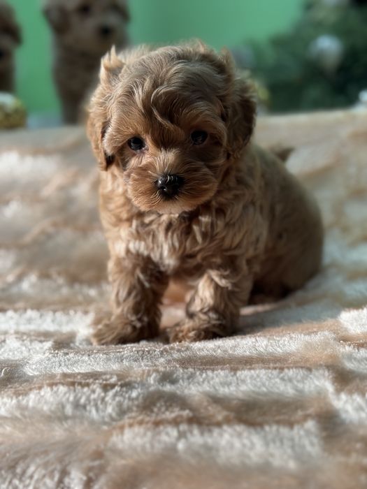 Очаровательные Мальтипу