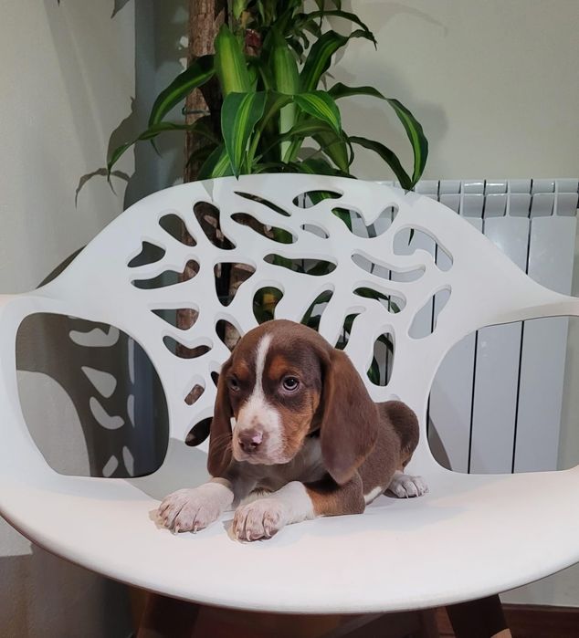 Cachorrinho beagle chocolate
