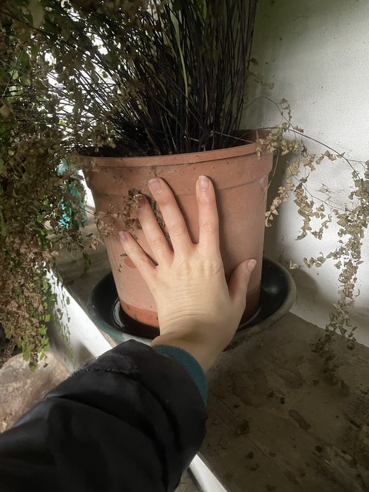 Planta Avenca em vaso