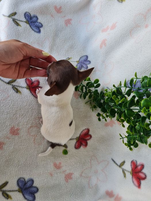 Excelente super miniatura menina Chihuahua/Chiuaua LinhagemRussa de Qualidade