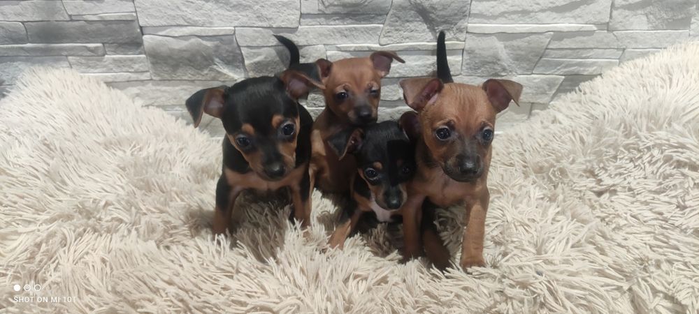 Pinczer miniatura z metryką