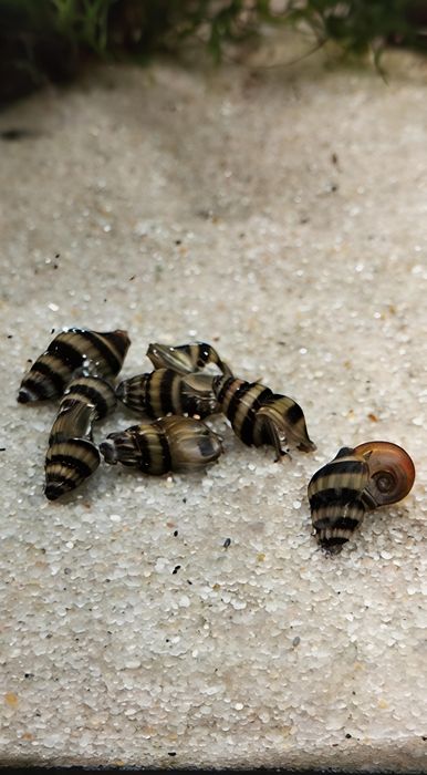 Caracol de água doce Helena