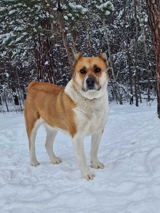 алабайка Ніка у добрі руки