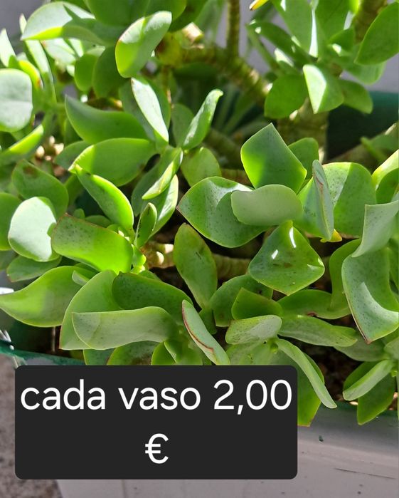 Pote em estanho puro 95%