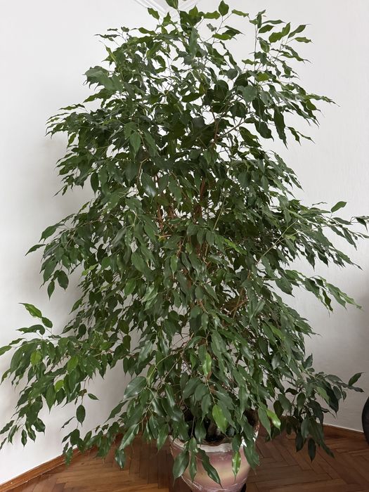 Продається квітка «Фікус»