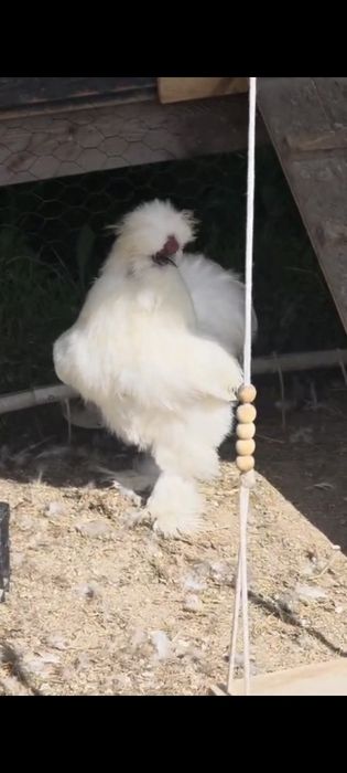 Silka USA jaja lęgowe 10 sztuk