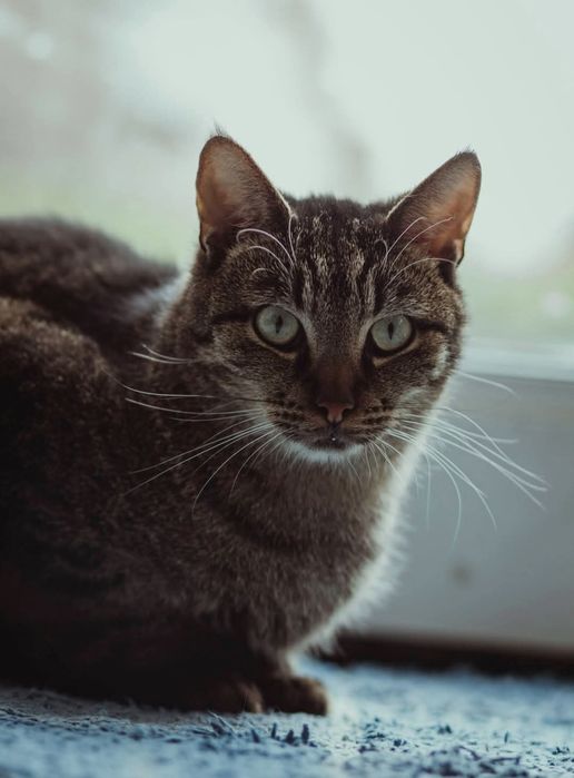 Młody spokojny kocurek Grafit szuka domu