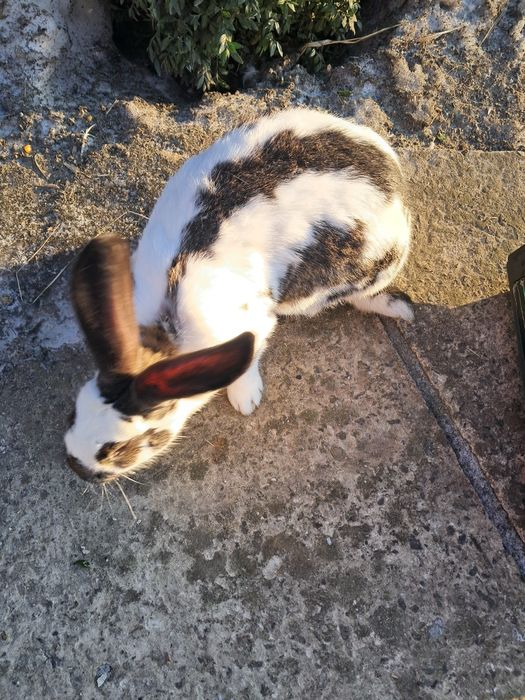 Чистокровні.строкачі