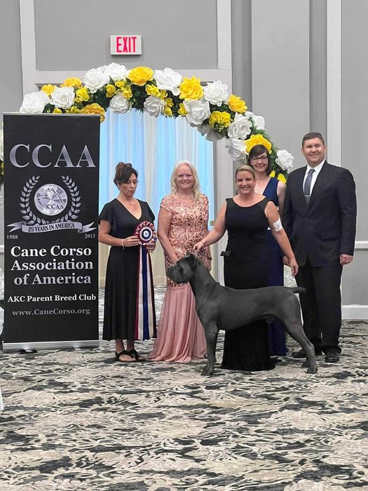 Сильний родовід-відмінне здоров"я