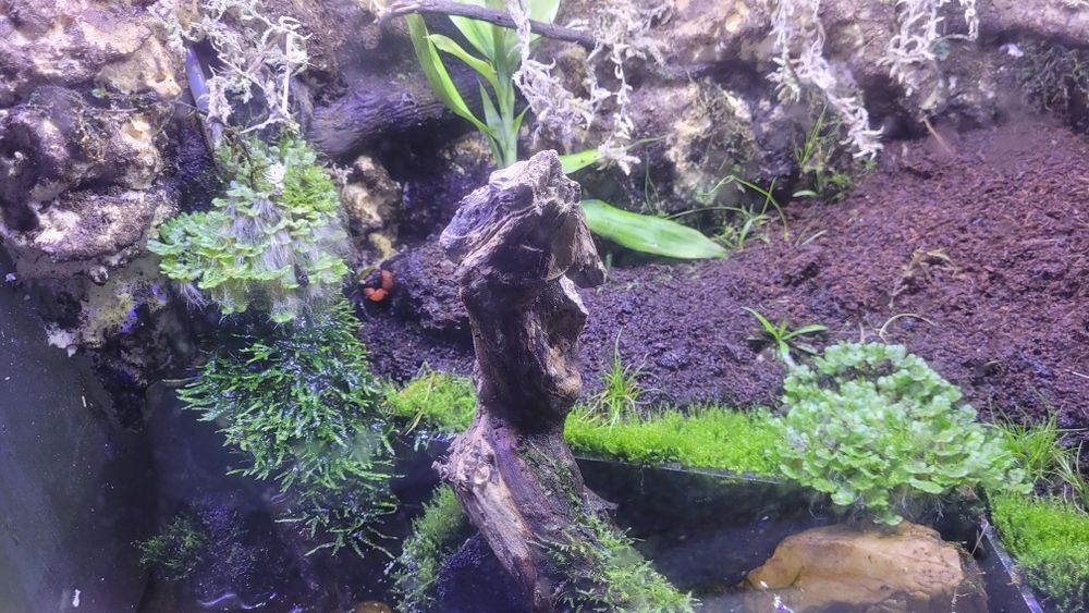 Paludário/Terrario Bioativo Completo 100L – Com LED, Cascata, Plantas, Camarões e Caranguejos Vampiros
