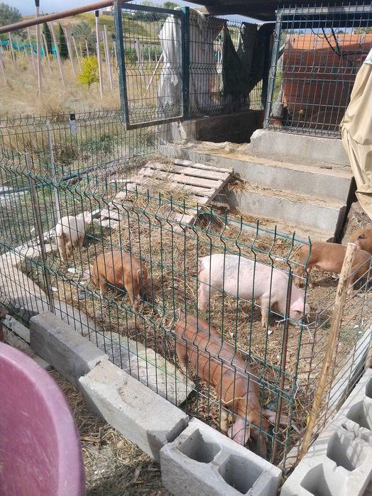 Leitões Pietran X Duroc