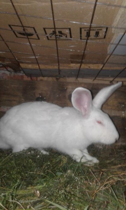 Чиста порода кролів: термондська біла, полтавське срібло, каліфорнія