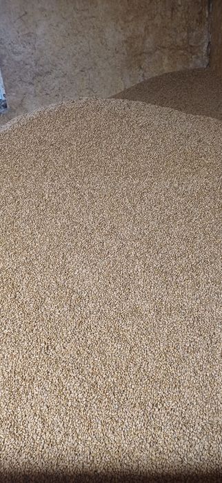 Sprzedam pszenicę,mieszankę zbożową i owies