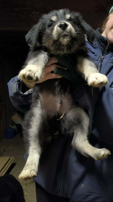 Oddam za DARMO szczeniaki