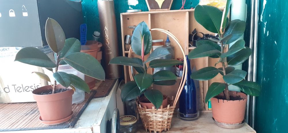 Фикусы разных размеров