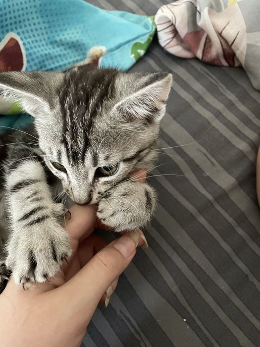 Котик шукає родину