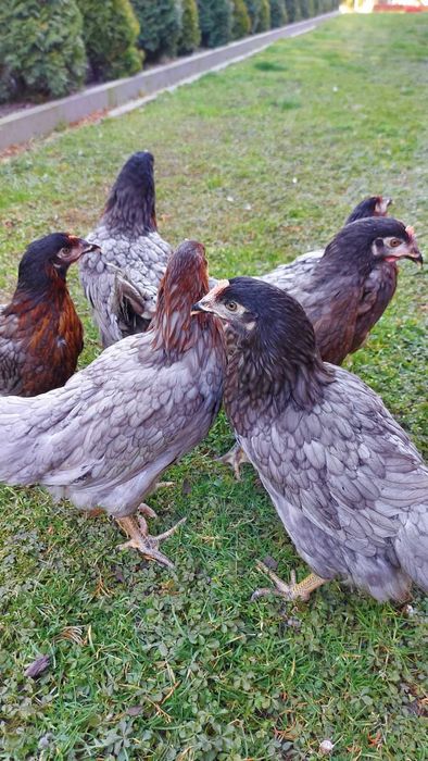 Kury Młode Dominant Blue Nioski