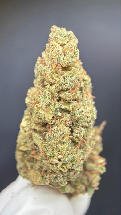 1kg susz CBD Royal Cheese /THC<0.3%