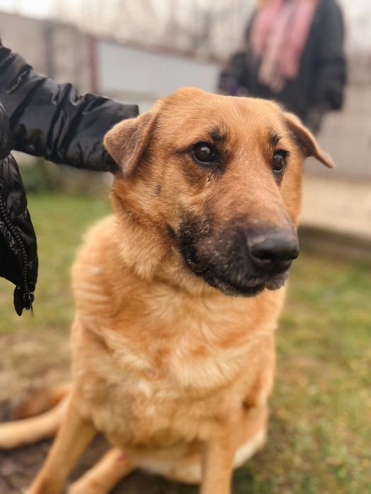 Misiek kochany duży piesek 6 letni takie piękne cudeńko czeka z otwart