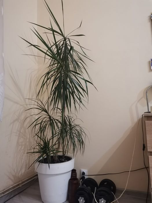 Dracena z donicą od podłogi ponad 180cm