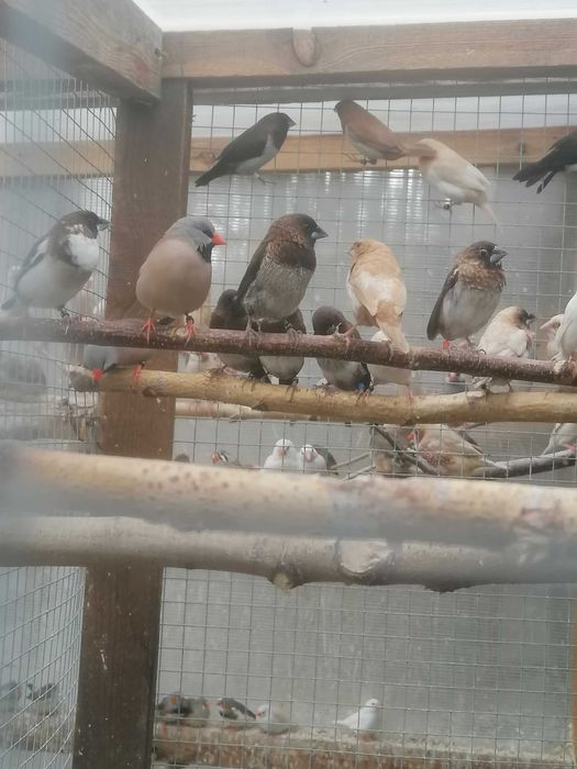 Mewki Japońskie z woliery zewnętrznej