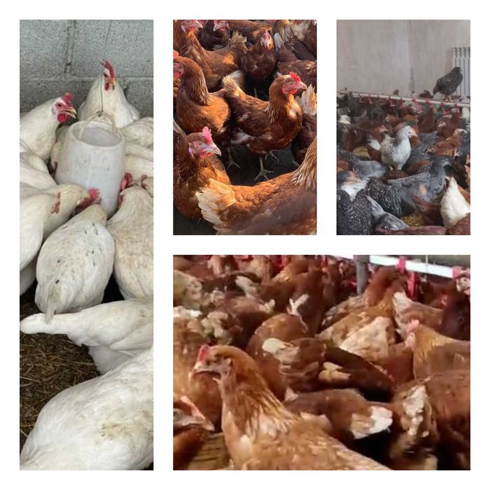 Продам кури несушки! Доставка безкоштовна. Липова Долина!