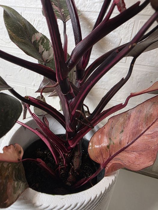 Philodendron Pink Princess Galaxy (Marble)