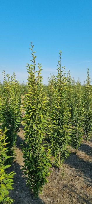 Żywopłot. Grab kolumnowy fastigiata 220/240 cm. Dostawy Cała Polska.