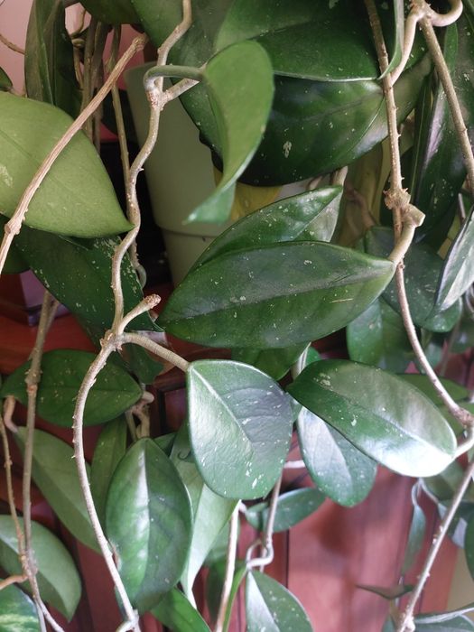 hoja epipremnum snow I marble variegata