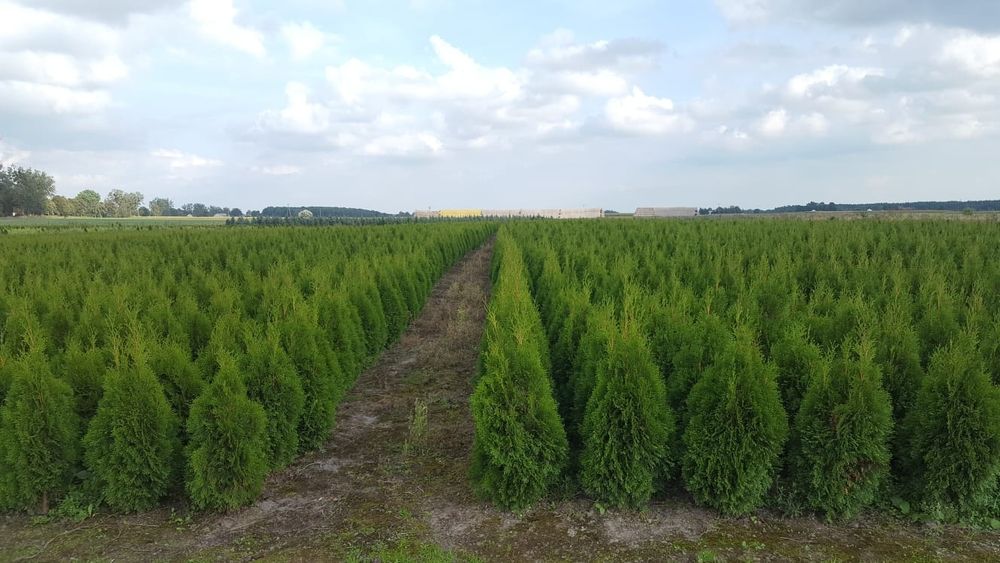Tuja, tuje szmaragd wysokość 1.10m-1.20m. Szkółka Krupocin.
