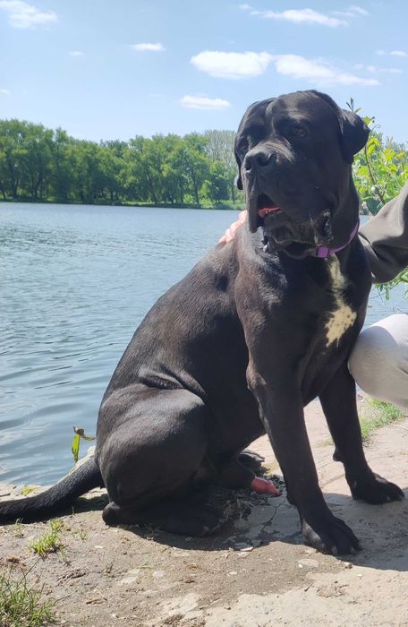 В'язка. Кане корсо. Красень з документами КСУ, чекає свою красуню.
