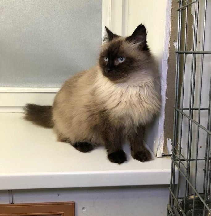 Шикарний ГОЛУБООКИЙ котик МУРКОТ, із золотим характером