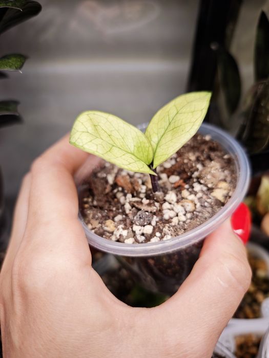 Zamioculcas Zenzi Akebono