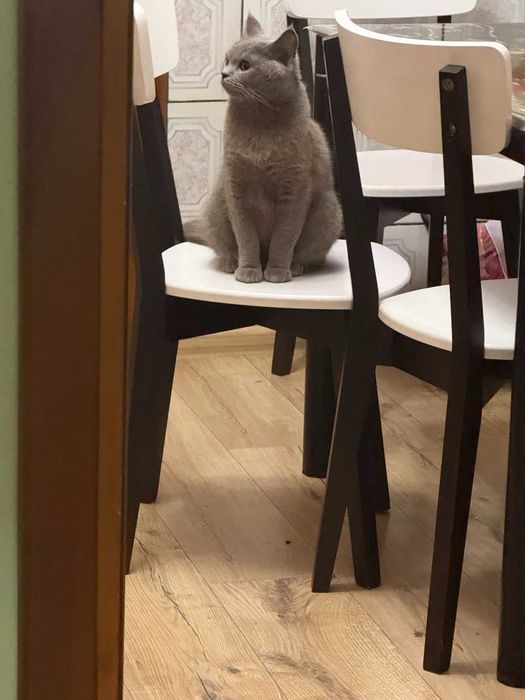 Шотландські чистокровні прямовухі котики.