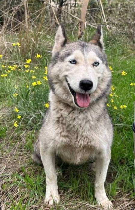 Отдам даром в добрые руки собаку породы Хаски