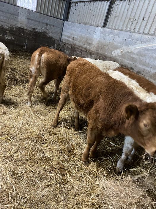 Vitelas cx de Limousines